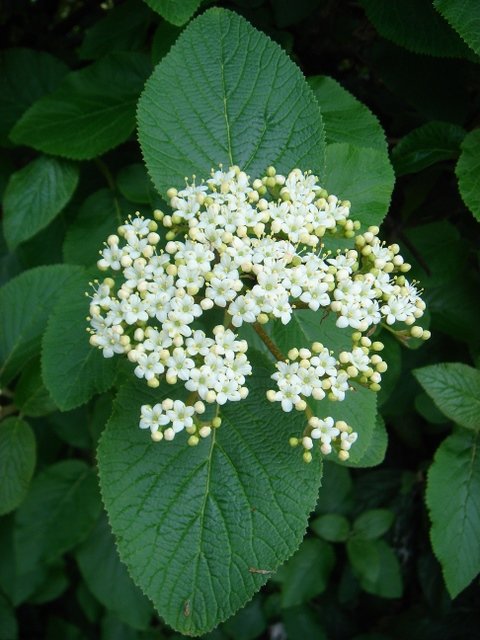 Viburnum lantana